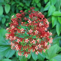 <i>Clerodendrum paniculatum</i>  L.